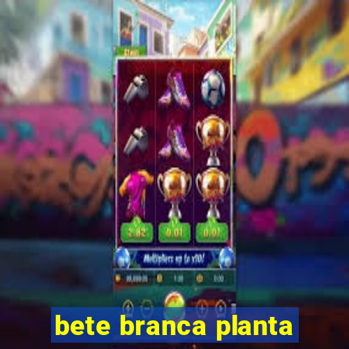 bete branca planta